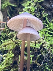 Mycena purpureofusca