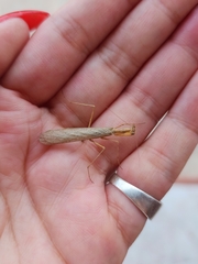 Musoniella