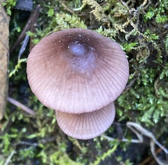 Mycena purpureofusca