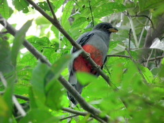 Trogon melanurus macroura
