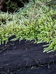 Brachythecium rutabulum