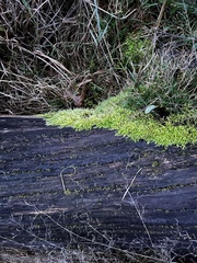 Brachythecium rutabulum