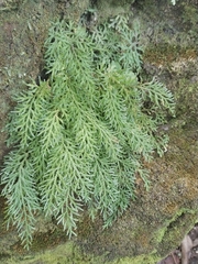 Selaginella uncinata