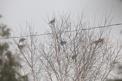 Tympanuchus phasianellus