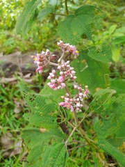Miconia subcrustulata