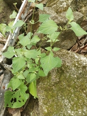 Hyptis capitata