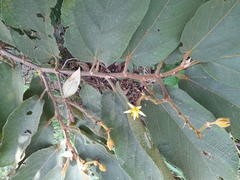 Apeiba tibourbou