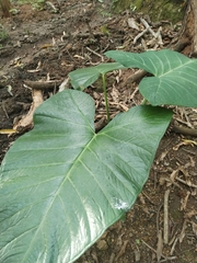 Xanthosoma