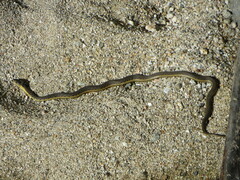 Thamnophis hammondii