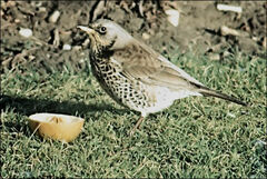 Turdus pilaris