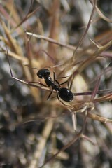 Veromessor pergandei