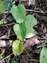 Dioscorea bulbifera
