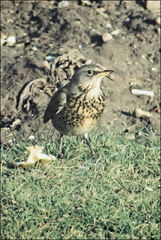 Turdus pilaris