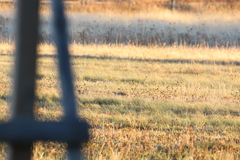 Tympanuchus phasianellus