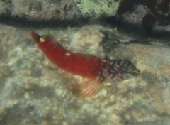 Tripterygion melanurus