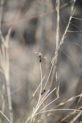 Veromessor pergandei