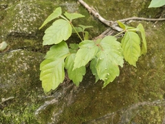 Cissus erosa