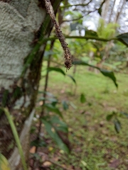 Cyclosa