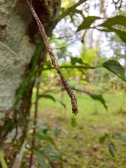 Cyclosa