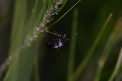 Otiorhynchus cardiniger