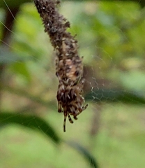 Cyclosa