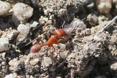 Pogonomyrmex maricopa