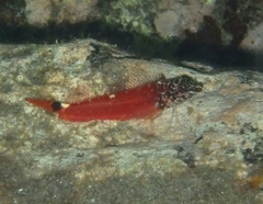 Tripterygion melanurus