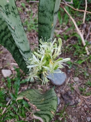 Sansevieria