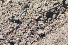 Pogonomyrmex maricopa