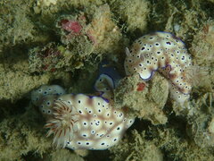 Hypselodoris tryoni
