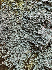 Cladonia apodocarpa