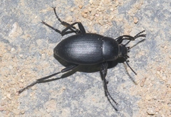 Eleodes fusiformis