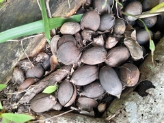 Attalea butyracea