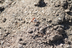 Pogonomyrmex maricopa