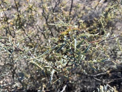 Berberis haematocarpa