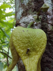 Annona muricata