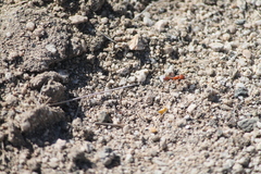 Pogonomyrmex maricopa