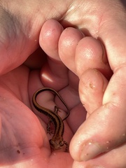 Eurycea guttolineata