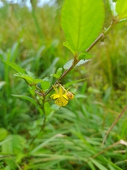 Corchorus siliquosus