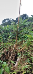 Bambusa vulgaris