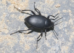 Eleodes fusiformis