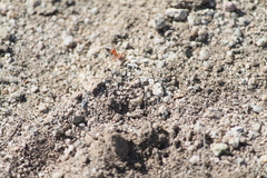 Pogonomyrmex maricopa