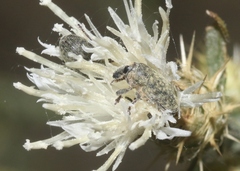 Larinus minutus