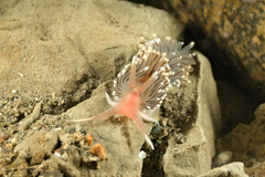 Facelina bostoniensis