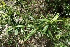 Veronica stricta stricta