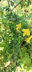 Crotalaria juncea