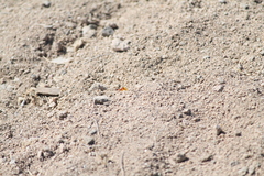 Pogonomyrmex maricopa