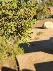 Juniperus californica