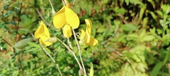 Crotalaria juncea