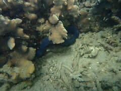 Emydocephalus annulatus